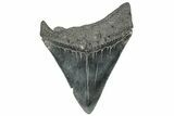 Serrated, Fossil Megalodon Tooth - South Carolina #306280-1